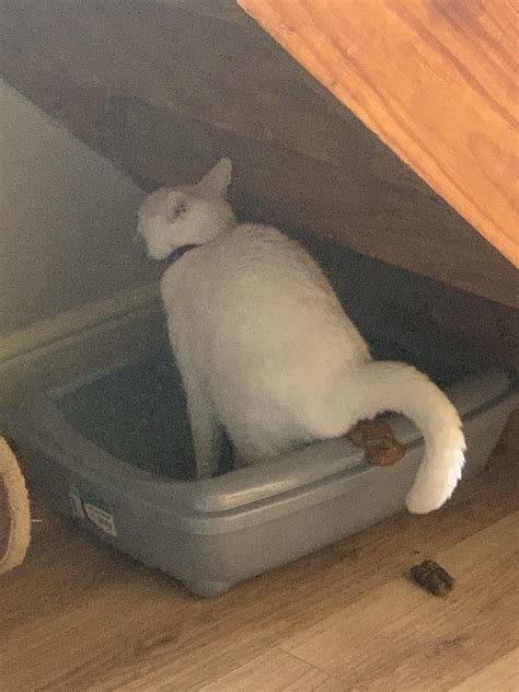Why Are Cats Litter Trained at Dwayne Carson blog