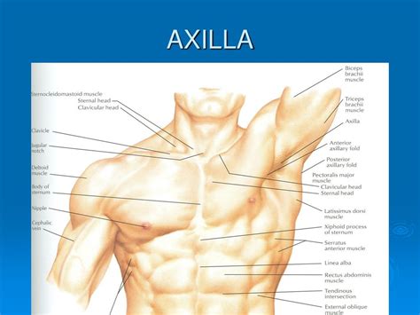 PPT - AXILLA PowerPoint Presentation, free download - ID:1316125