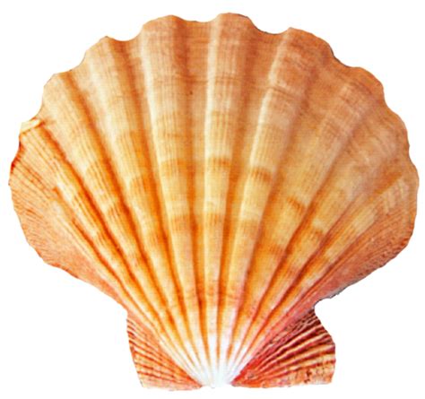 贝壳PNG