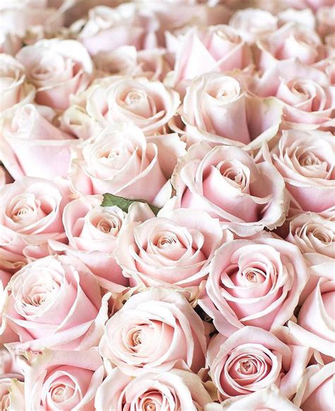 Download Soft Pink Roses Flowers Aesthetic Wallpaper | Wallpapers.com