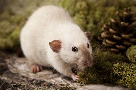siamese rat by szorny-stock on DeviantArt