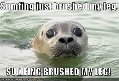 Funny Animals: Funny Seal Pictures/Images