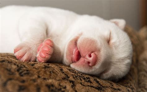 Cute Sleeping Puppy Wallpapers - Wallpaper Cave