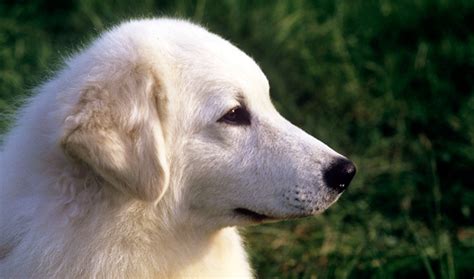 Kuvasz Breed Information - Vetstreet | Vetstreet