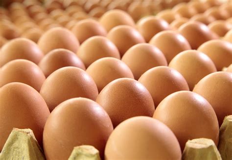 Cage eggs industry overview - FOUR PAWS in US - Global Animal ...