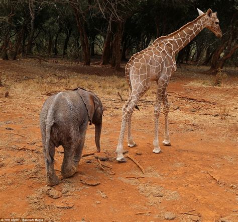ADORABLE: Elefante y jirafa huérfanos rescatados se convierten en los ...