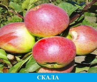 Саженцы яблони на карликовом подвое купить весна 2025 или осень 2025 в ...