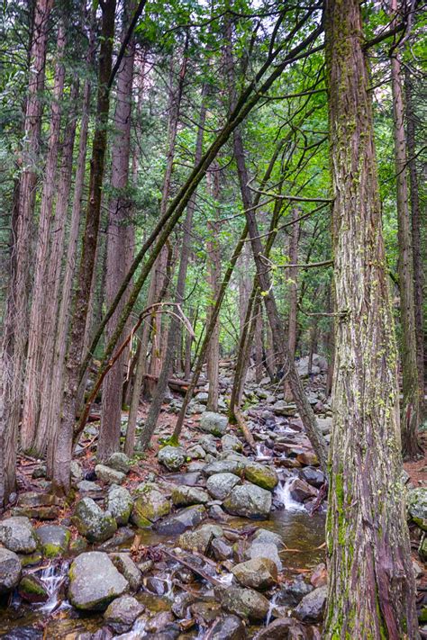 Thick Woods In Sierra Nevada Free Stock Photo - Public Domain Pictures