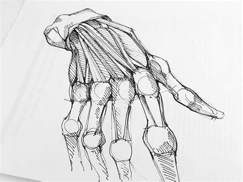 Human Anatomy Sketches :: Behance