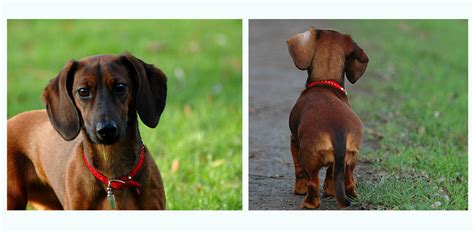 ...vorne + hinten... Foto & Bild | tiere, haustiere, hunde Bilder auf ...