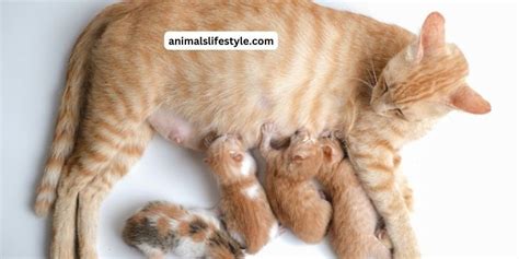 Do Cats Eat Their Babies Facts & Prevention