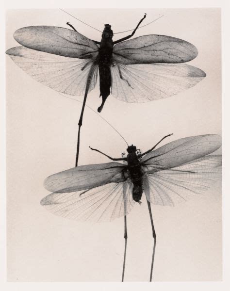 1000+ images about Arthropods on Pinterest | Micro photography, Museums ...