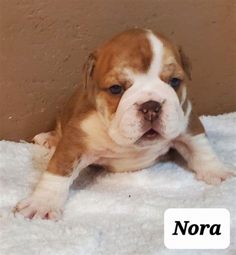 AKC English Bulldog Puppy Breeder | S & J English Bulldogs