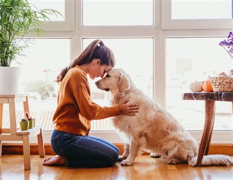How To Train Your Dog When You Work | Awoken K9