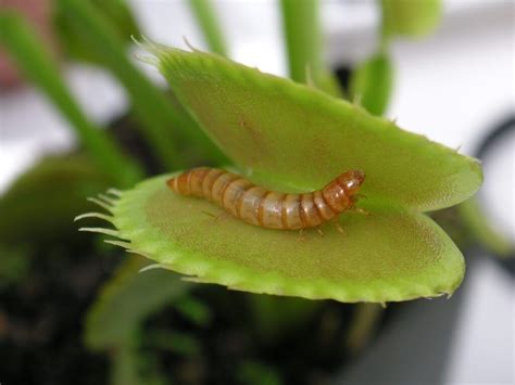 Venus Atrapamoscas Descubre esta Planta Carnívora