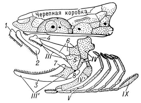 Череп кісткової риби (зображення) - значення слова, визначення слова ...