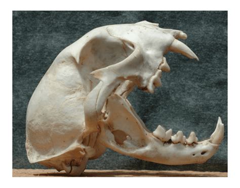 Animal Skull Anatomy (Side) Quiz