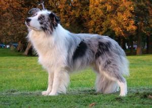 Cachorro Border Collie - Informações sobre a Raça e Filhotes