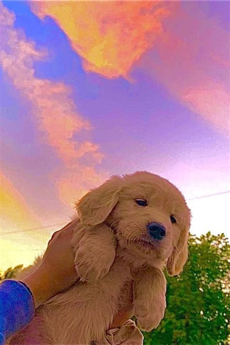 💋😻💗 in 2022 | Cute dog pictures, Cute animal photos, Baby animals pictures