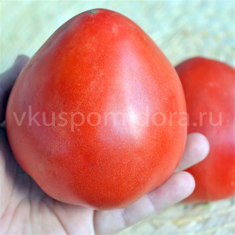 Купить семена томата сорт Коловый кубанский