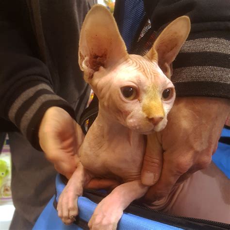 Meet Adonis! Isn't he just the most... - Cozy Pet Supplies