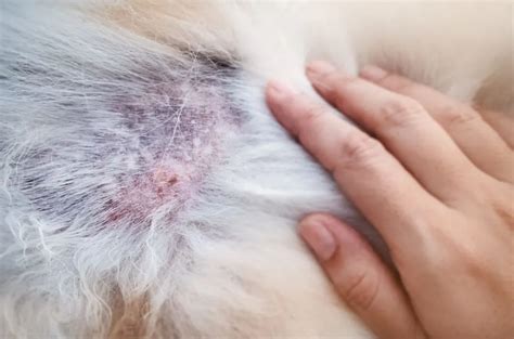 Are Crusty Scabs On Dogs Back Dangerous, And How Can We Help?