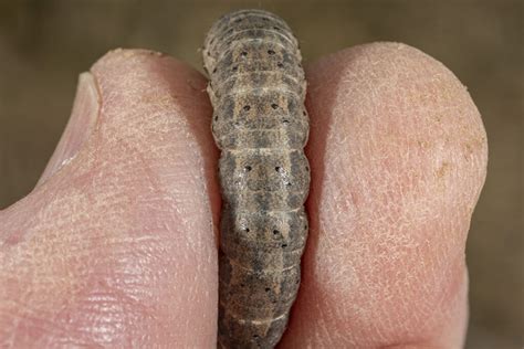 Moth Trap Captures “Springing” Up, Currently Other “Worms” Being Found | Purdue University Pest ...