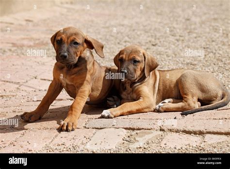 Tosa Inu Welpen / Tosa Inu puppies Stock Photo - Alamy