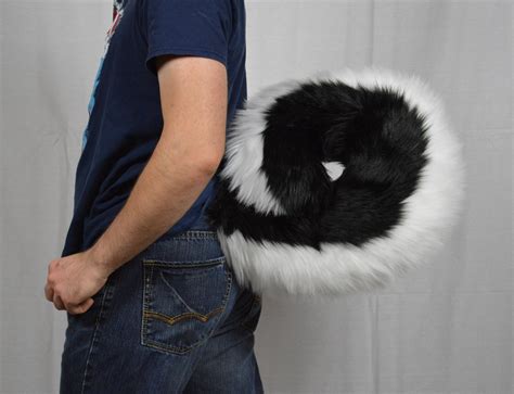 Are Husky Tails Curled