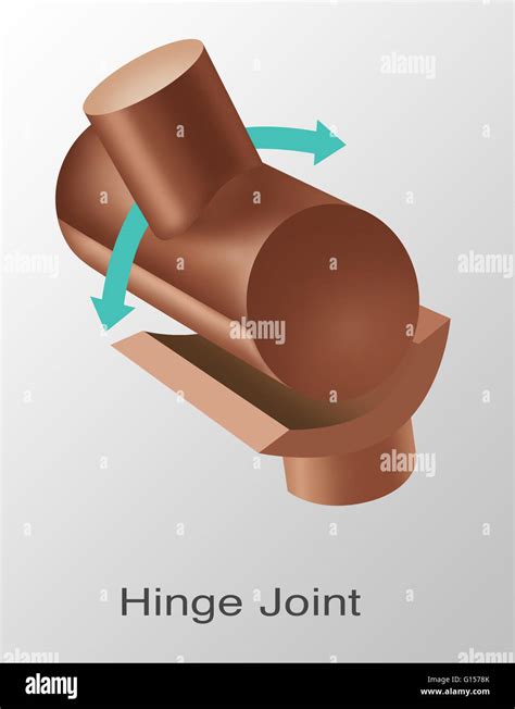 Hinge Joint Model