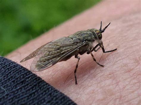 Field and Forest Facts Category: Insects