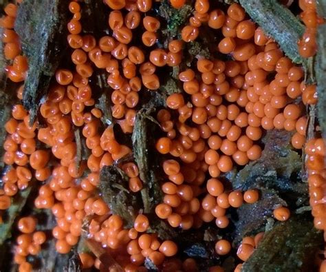 Трихия обманчивая (Trichia decipiens) фото и описание