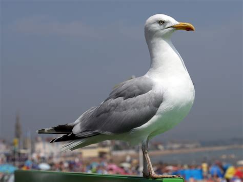 seagull wallpapers animal hq seagull pictures  wallpapers