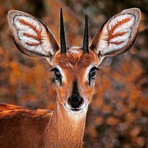 Funny Wildlife