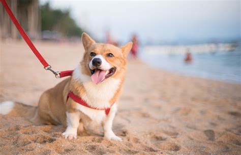 Male & Female Cardigan Welsh Corgi Weights & Heights by Age