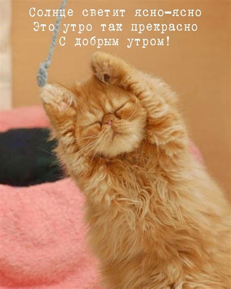 Картинки Доброе утро с юмором