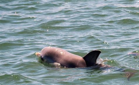 Dolphin breeding season in SW off to a flying start | South Western Times