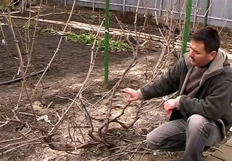 Обрезка винограда для начинающих: сроки, варианты с примерами на фото и ...