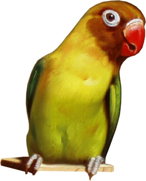 Попугаи - Животные клипарт - Кира - скрап - PNG / ПНГ клипарт на ...
