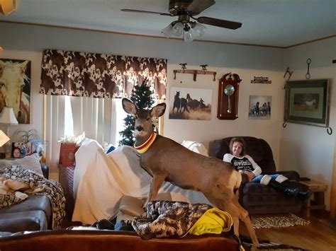 What Happened After The Bambi Doe Leaks? The Shocking Aftermath Image 2