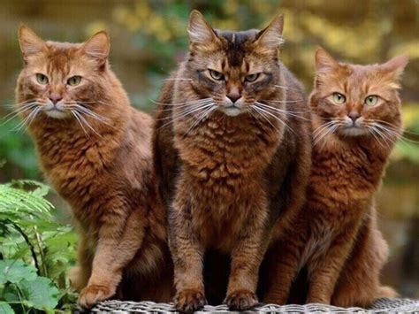 Три котика - картинки и фото koshka.top