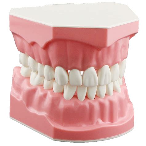 Snapklik.com : Dental Model Brushing Flossing Practice Teeth Typodonts