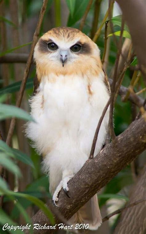 20 best Tasmanian Birds images on Pinterest | Tasmania, Beautiful birds ...