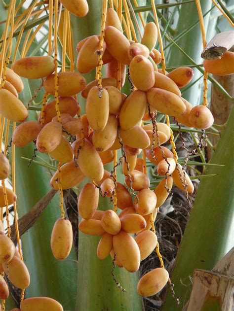 Palmera Datilera - vrogue.co