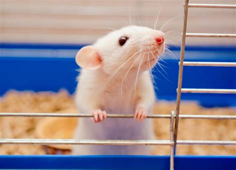 Scientists can reverse the aging process in middle-aged mice - Earth.com