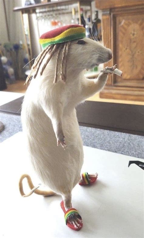 Rasta rat | Mascotas memes, Hámsteres divertidos, Meme gato
