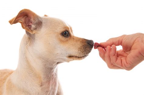 Pimenta Faz Mal Para Cachorro - Pode Dar Pimenta para Cachorro? Faz Mal? | Mundo Ecologia