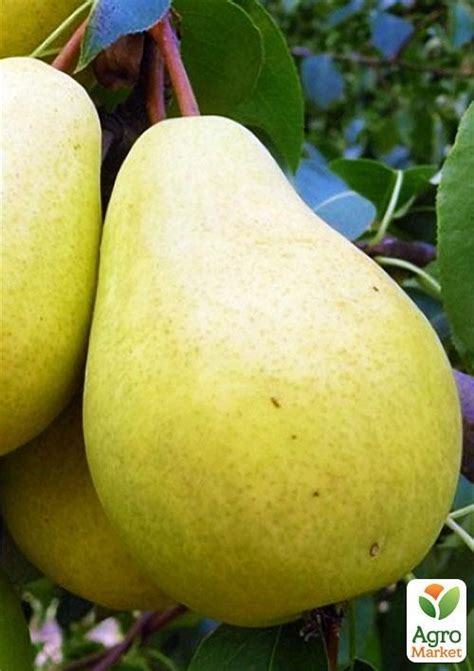 ГРУША КРУПНОПЛОДНАЯ, купить в Одессе, Киеве и Украине | Agro-Market