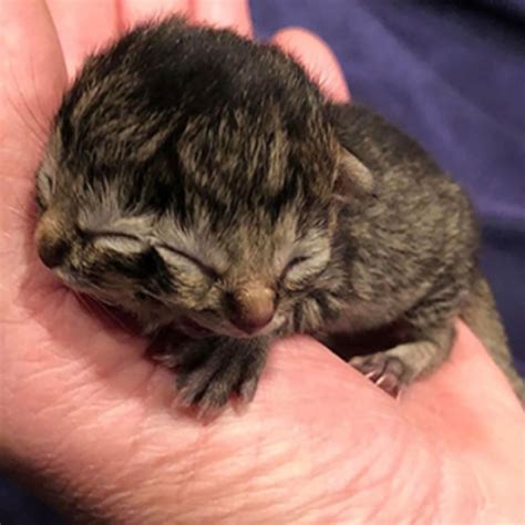 Humans With Extra Limbs