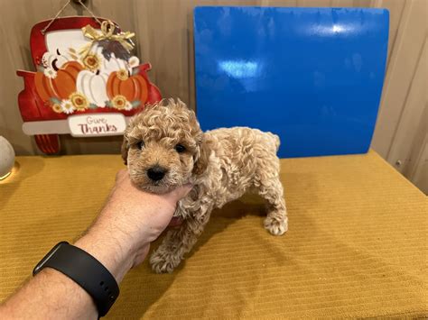 Heartland Goldens and Mini Goldendoodles